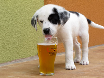 Dog Drinking Beer 1