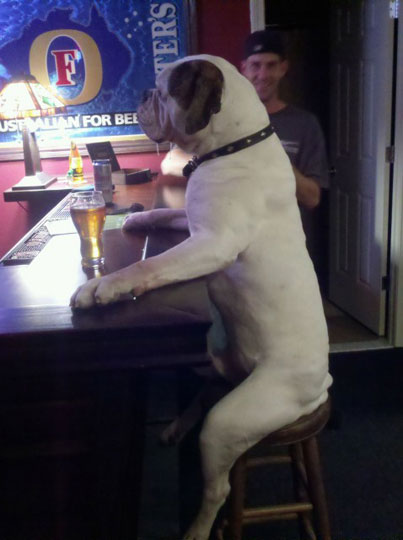 Dog Drinking Beer  2