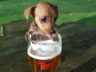 Dog Drinking Beer 3