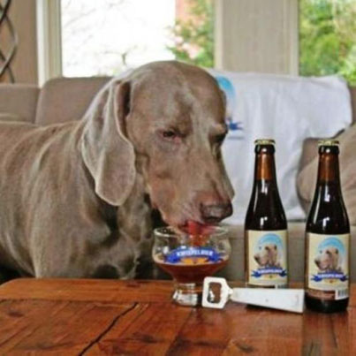 Dog Drinking Beer 4