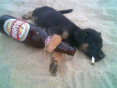 Dog Drinking Beer 5