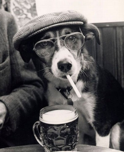 Dog Drinking Beer 8