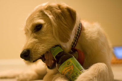 Dog Drinking Beer 9